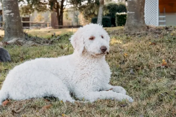 Aussiedoodle vs Goldendoodle: razlike (sa slikama)