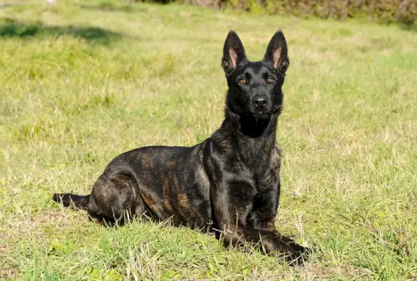 belgijski owczarek malinois w trawie