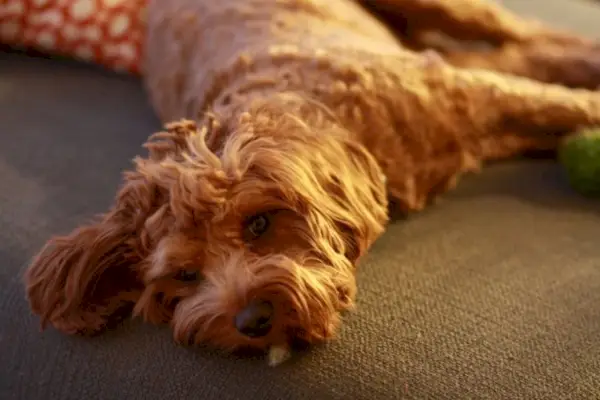 cavapoo лежи на пода