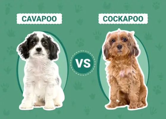 Cavapoo срещу Cockapoo