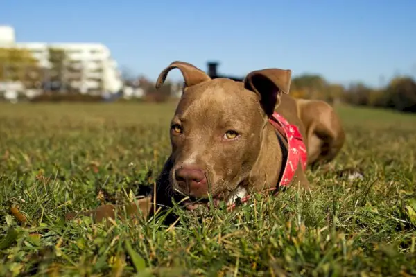um cachorrinho pitbull de nariz vermelho olhando para a câmera