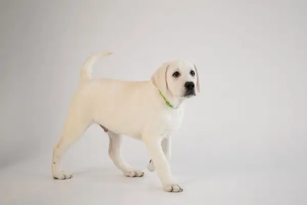 bílý labradorský retrívr