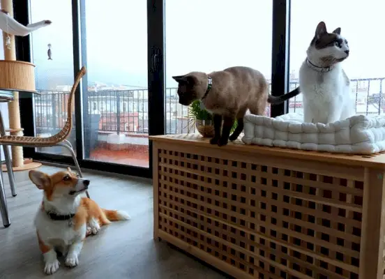 Ще бъде ли корги добро с моите котки? Съвети за обучение и социализация