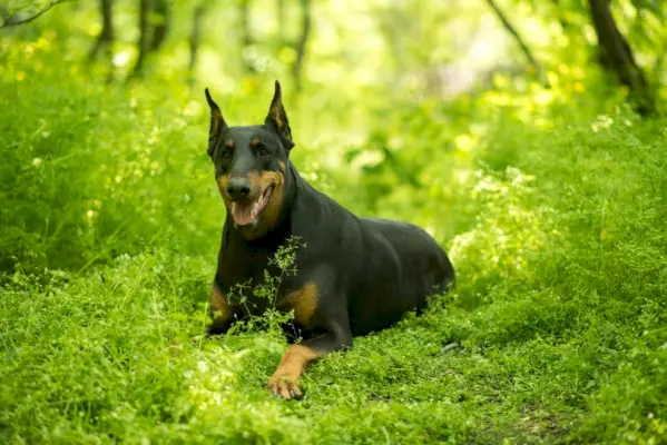 Dobermanų aviganė_Anna Mogilevceva_Shutterstock