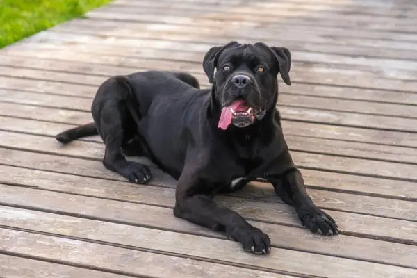 Black Cane Corso: fakty, pochodzenie i historia (ze zdjęciami)