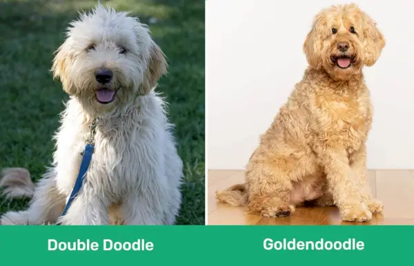 Double Doodle vs Goldendoodle side om side