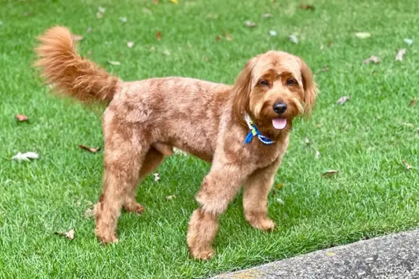 abrikos goldendoodle hund stående på græsplænen