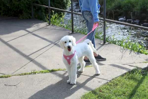 engelsk goldendoodle i snor