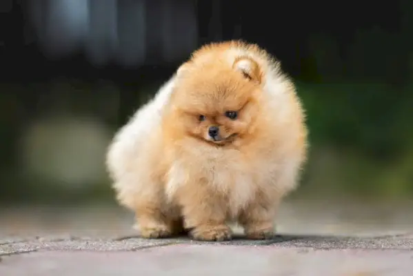 közelről teáscsésze pomerániai kiskutya portréja