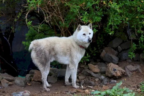 Donggyeongi dog_KoreaKHW_Shutterstock