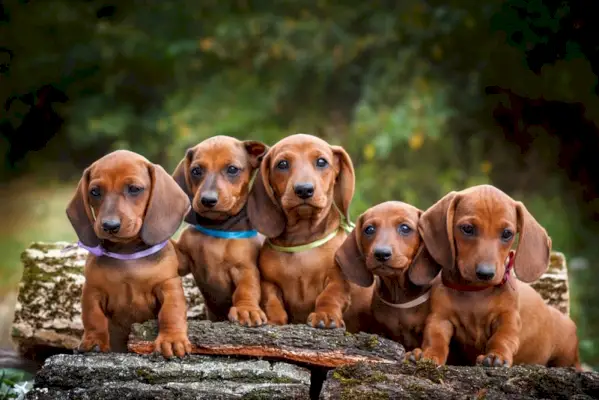 щенки таксы