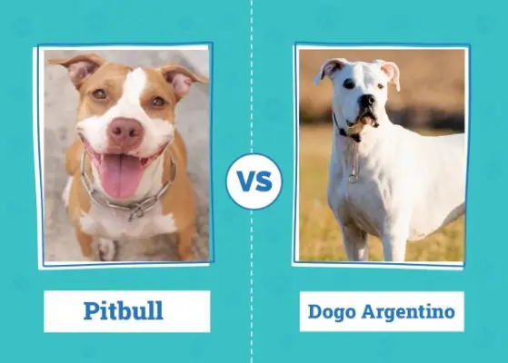 Pitbull vs Dogo Argentino: Las Diferencias (Con Imágenes)