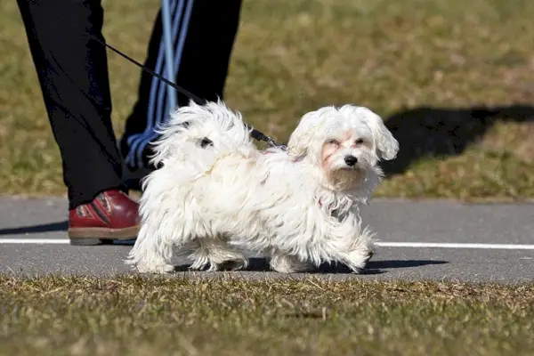 cane maltese che cammina con il proprietario al parco