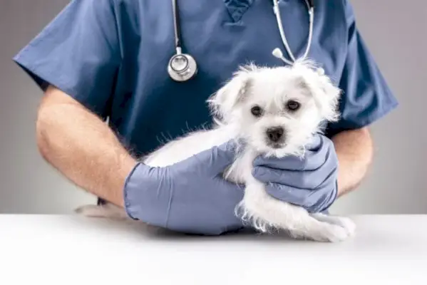 Medico veterinario che esamina un maltese