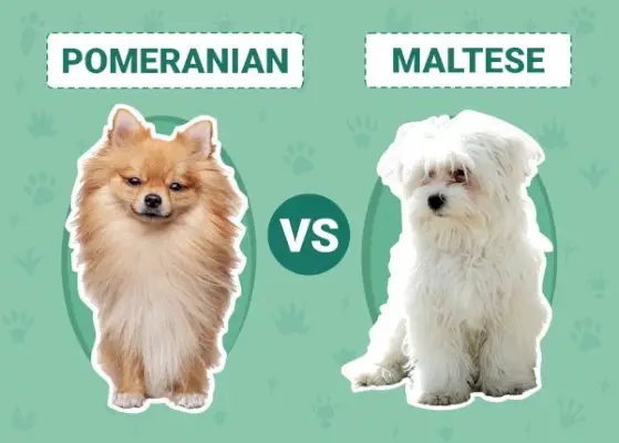 Pomerania vs Maltese: spiegazioni delle differenze chiave (con immagini)