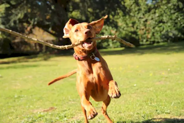 Vzrušený vizsla štěně s holí hraje v parku
