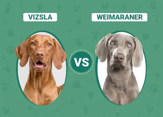 Vizsla vs Weimaraner: pagrindiniai skirtumai (su nuotraukomis)