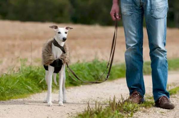 Homme avec chien whippet dans la nature