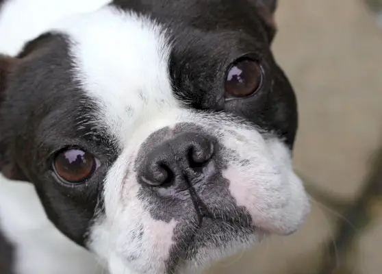 Лице на младо куче бостънски териер отблизо