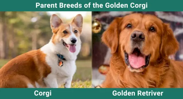 Forælder opdrætter Golden Corgi