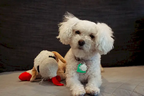 sēž maltipoo ar pavadu