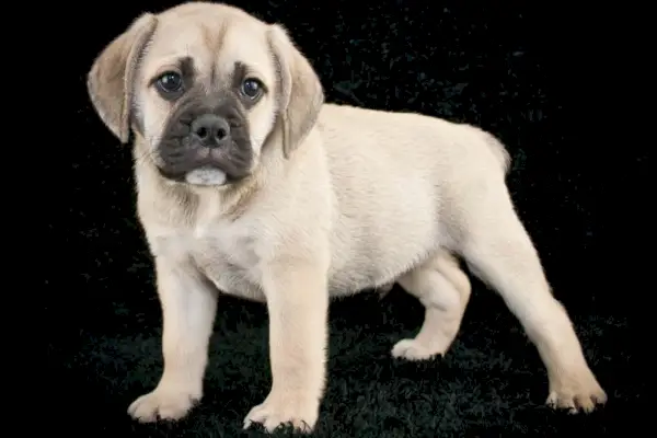 pes beabull_JStaley401_Shutterstock