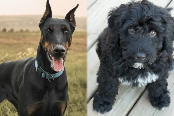 Doberguese szülője