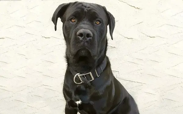 Cane Corso Presa Canario Mix: Guías, Imágenes, Cuidados y Más