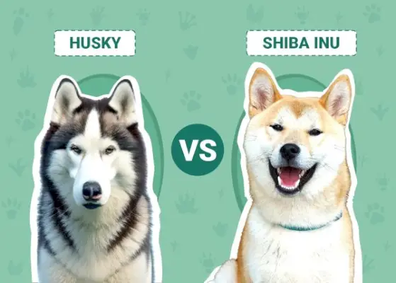 Husky vs. Shiba Inu: diferencias explicadas (con imágenes)