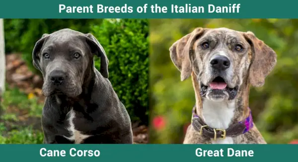Rasen Cane Corso vs Great Dane