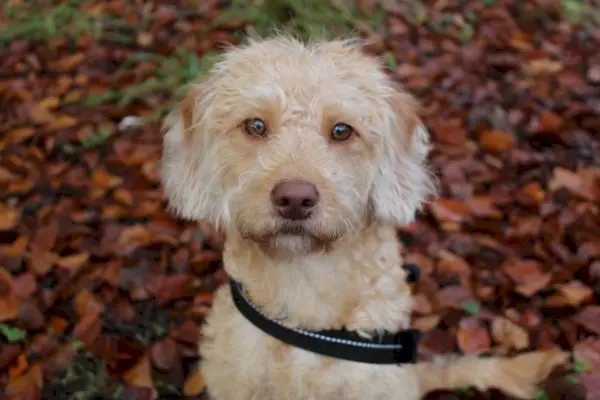 Mini Goldendoodle vs Mini Labradoodle