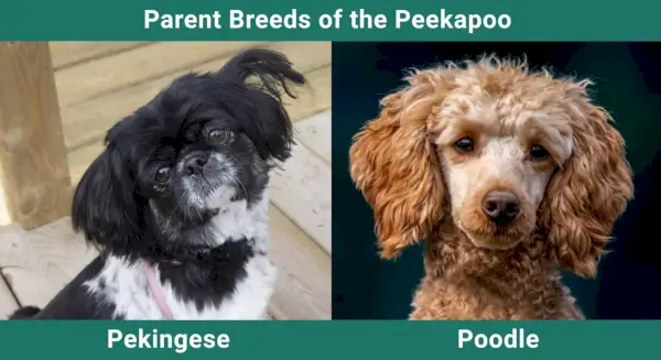 Ouderrassen_Peekapoo