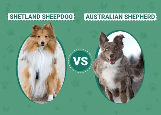 Shetlandský ovčiak vs austrálsky ovčiak