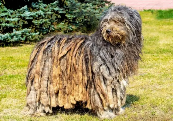 Бергамаска овчарка, стояща в полето