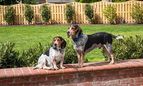 Beagle czarno podpalane i bluetick