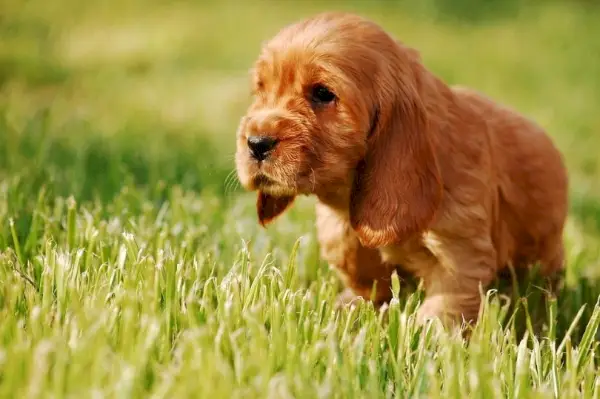 Cachorro cocker spaniel inglés