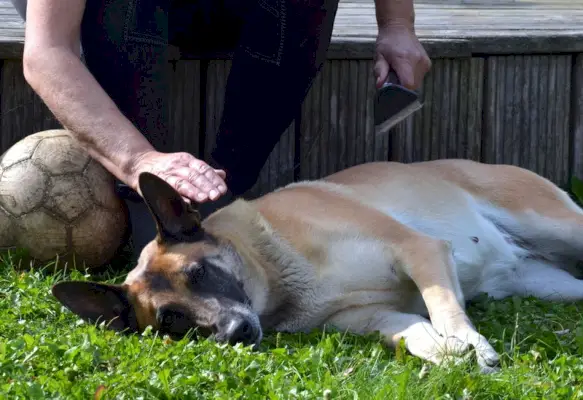 Женщина ухаживает за своей бельгийской собакой малинуа