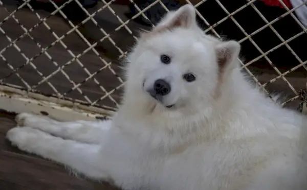 Cream Samoyed ser på kameraet