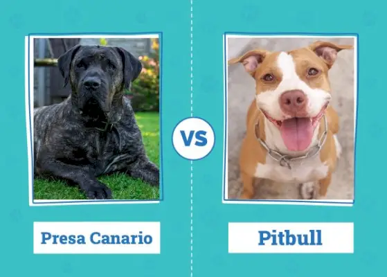 Presa Canario vs Pitbull: reikšmingi skirtumai (su nuotraukomis)