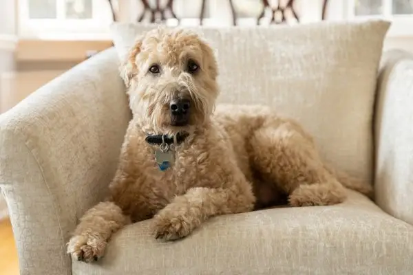 Soft Coated Wheaten Terrier: Info, bilder, fakta og egenskaper