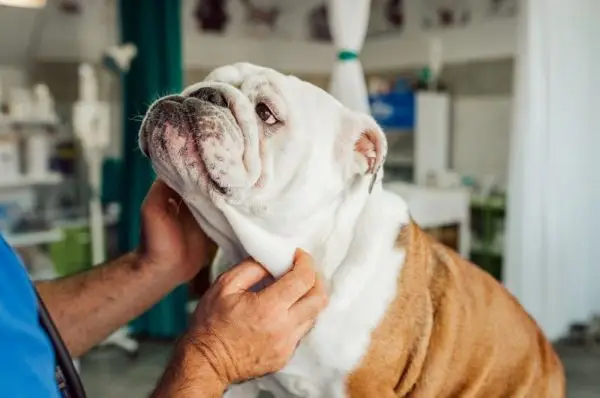 ¿Cómo se ve el cráneo de un Bulldog? Efectos de la reproducción poco ética