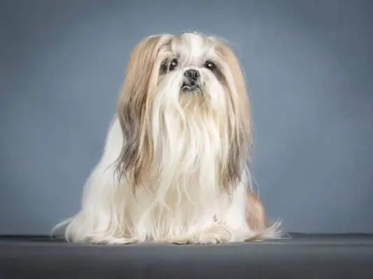 Lhasa apso terier pes sedi v fotografskem studiu