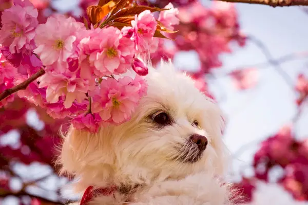 chi apso_Valeria Plusnina, Shutterstock