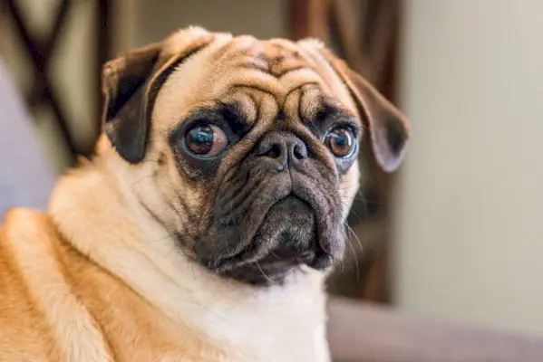 câine adult caise pug uitându-se la camera