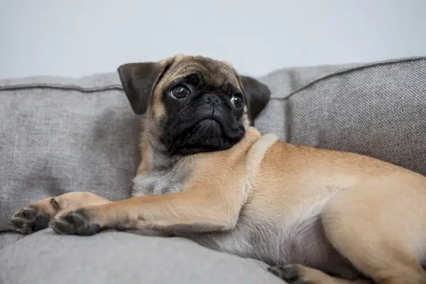 pug arătând speriat