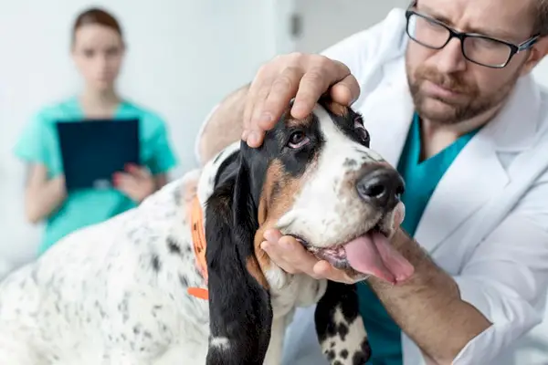 Gydytojas veterinarijos klinikoje apžiūri basetų šunį