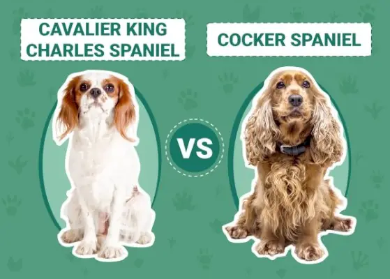Cavalier King Charles Spaniel vs Cocker Spaniel : principales différences (avec photos)