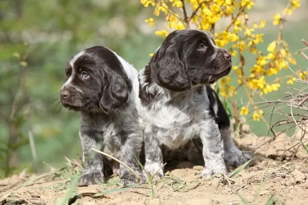 Tyske spaniel hvalpe