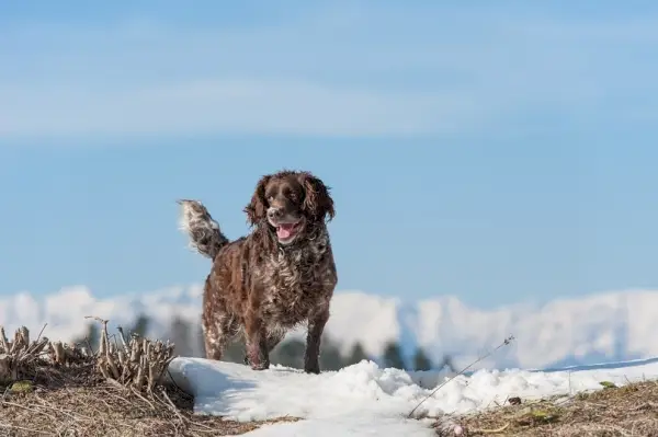 Tysk spaniel stående på sne
