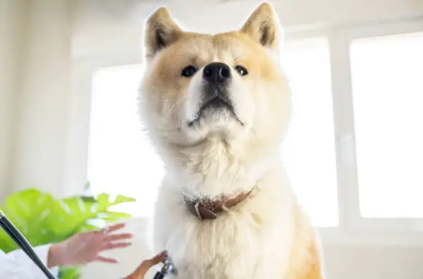 куче акита ину във ветеринарната клиника